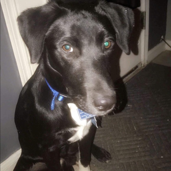 Celebrity Furbaby of the day 2/22/18 JasperStorm - Picture 3 of 8